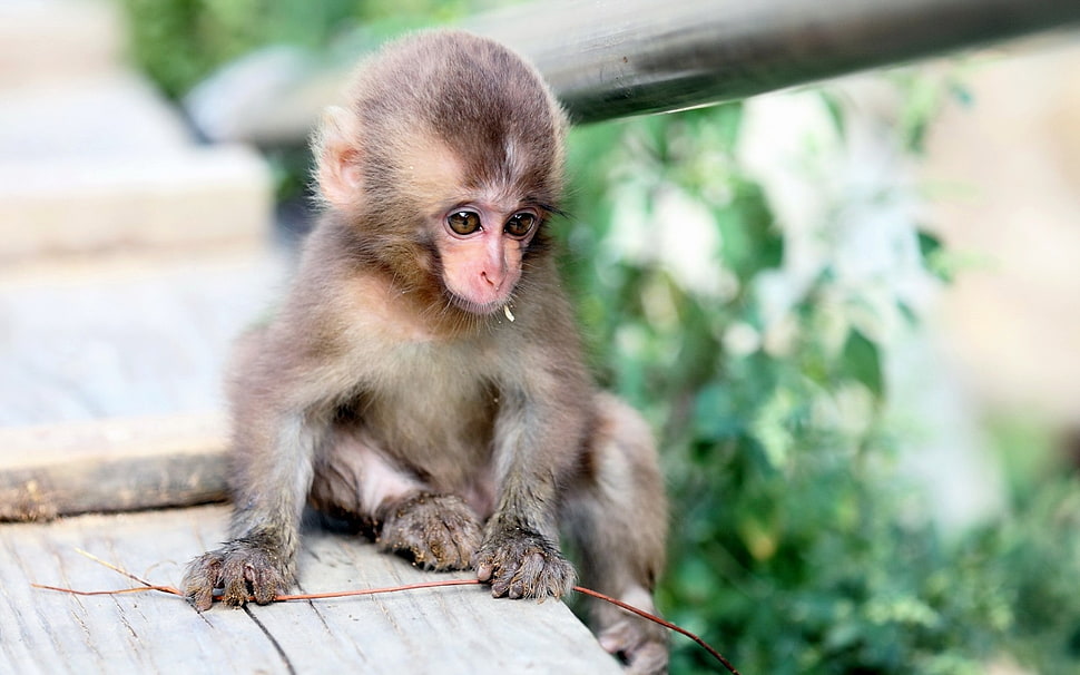 closeup photography of brown monkey HD wallpaper